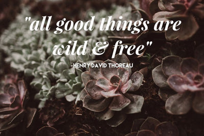 "all good things are wild & free"